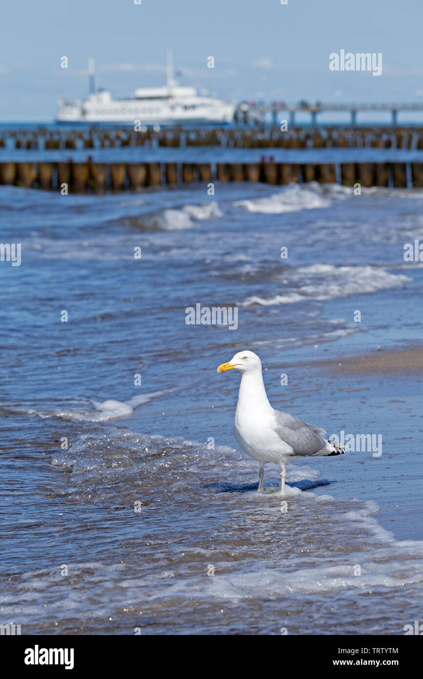Silbermöwe (Larus argentatus) am Strand, Kühlungsborn, Mecklenburg-Vorpommern, Deutschland Stockfoto