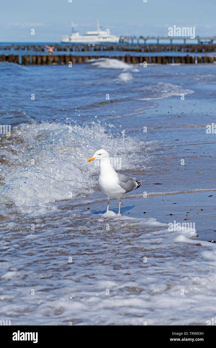 Silbermöwe (Larus argentatus) am Strand, Kühlungsborn, Mecklenburg-Vorpommern, Deutschland Stockfoto