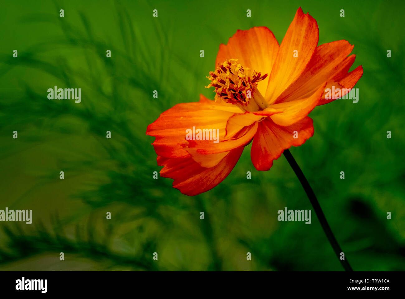 Orangenblüten Stockfoto