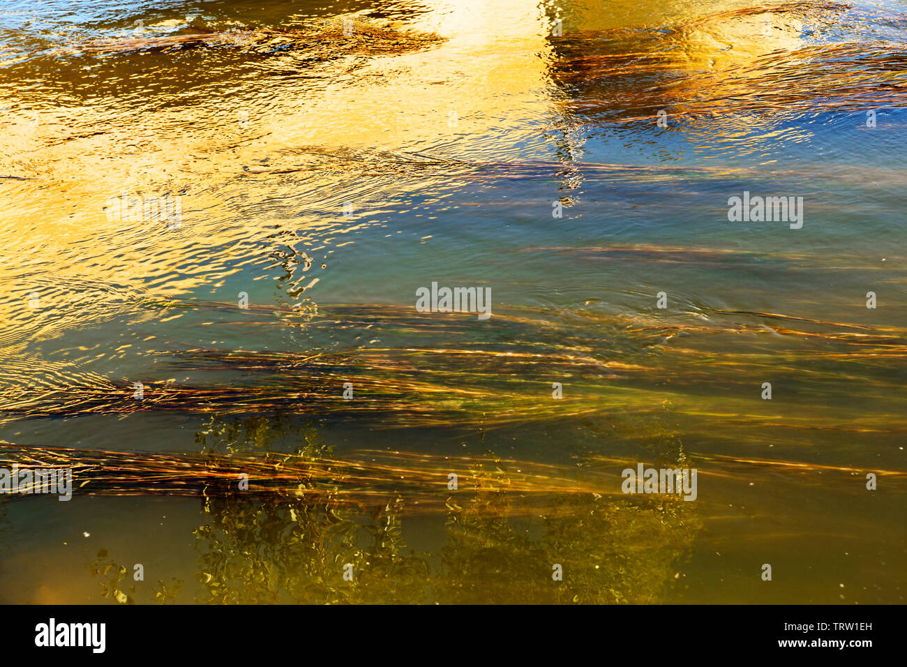 Grünes Wasser Hintergrund von Algen undereater in Fluss Stockfoto