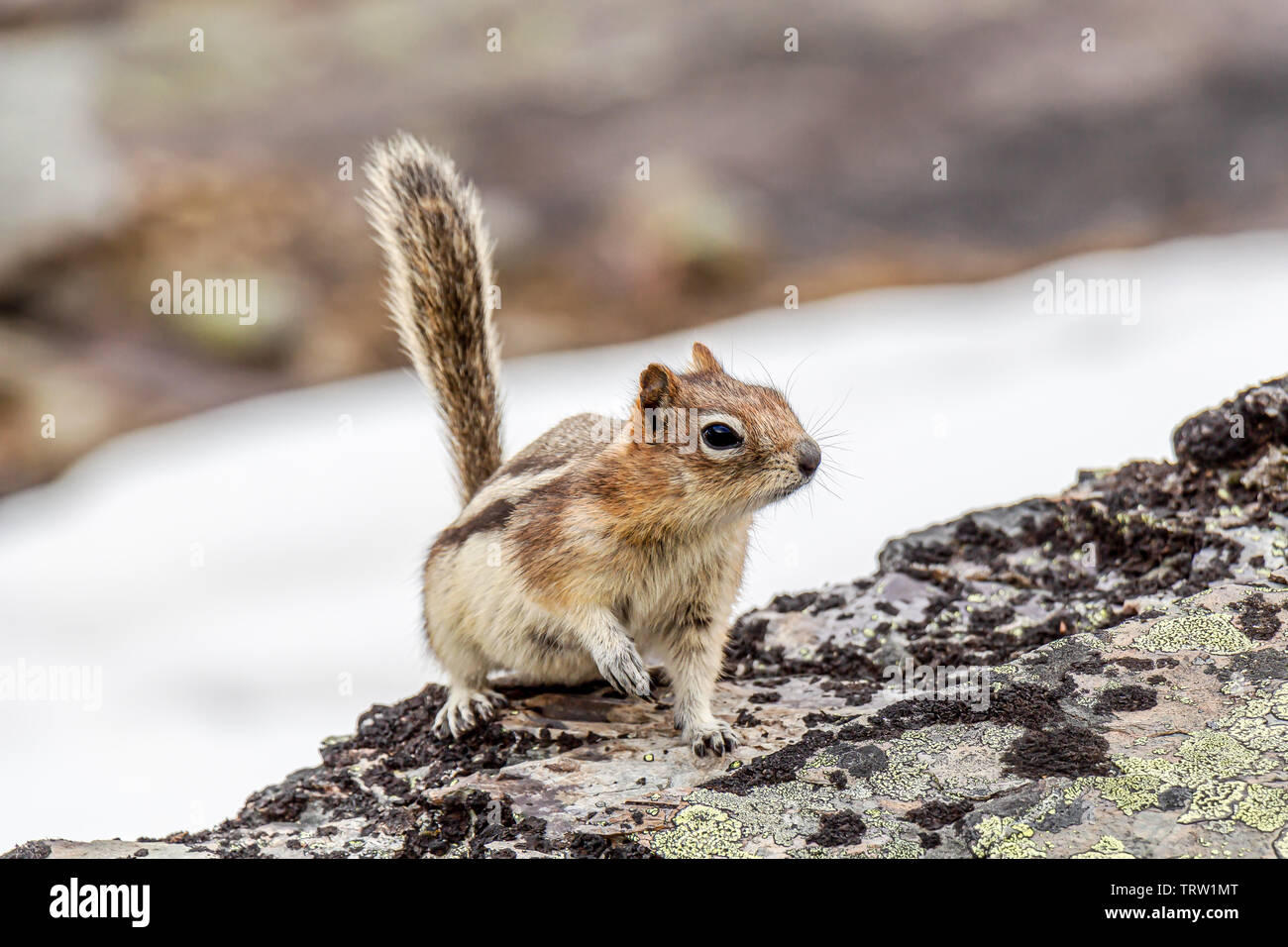 Eine östliche Streifenhörnchen (Tamias striatus) sieht für eine Behandlung am Lake Oesa im Yoho National Park, British Columbia, Kanada. Stockfoto