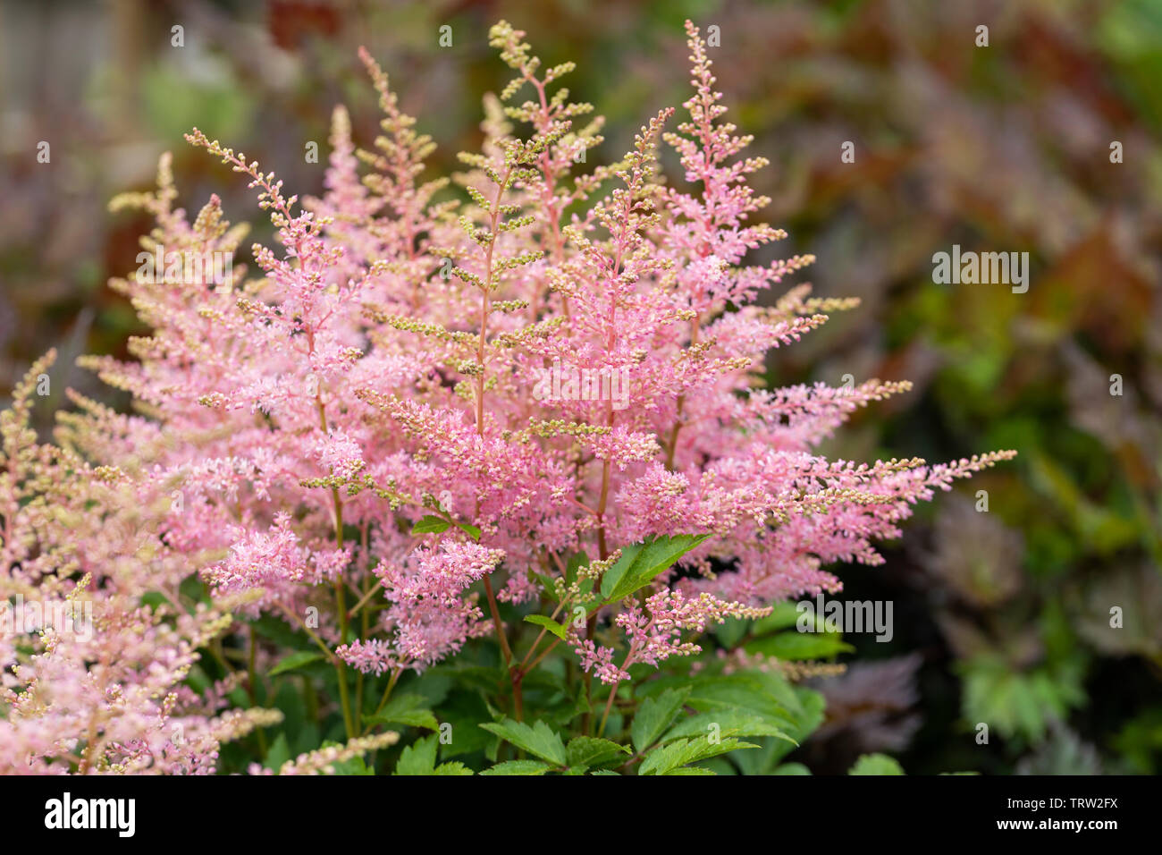 Nahaufnahme der rosa Astilbe Younique, die in einem englischen Garten im Juni, England, Großbritannien, blüht Stockfoto