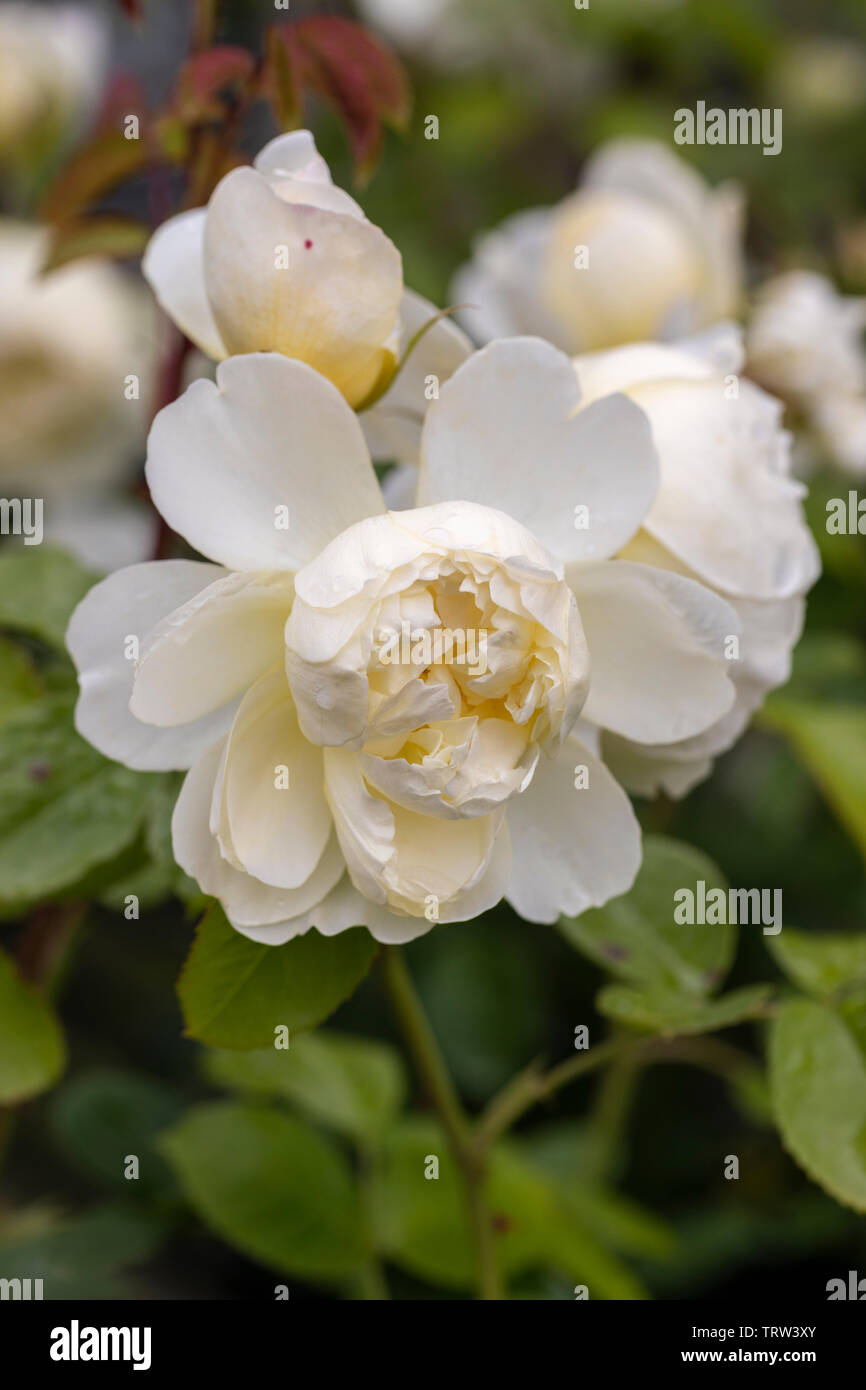 Nahaufnahme einer weißen David Austin Rose namens rosa Imogen blühend in einem englischen Garten, UK Stockfoto