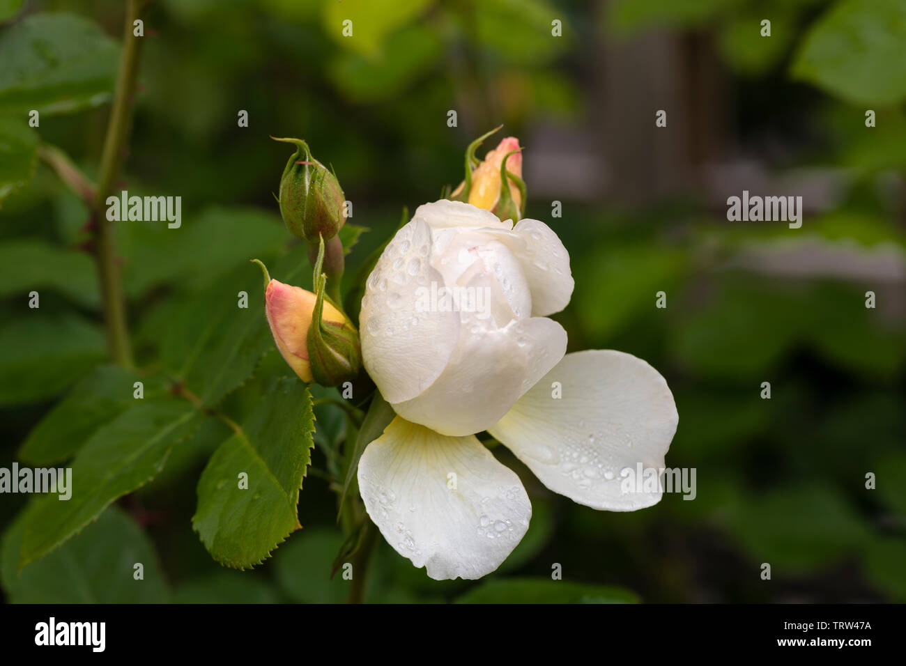Nahaufnahme der David Austin Rose Imogen blüht in einem englischen Garten, Großbritannien Stockfoto