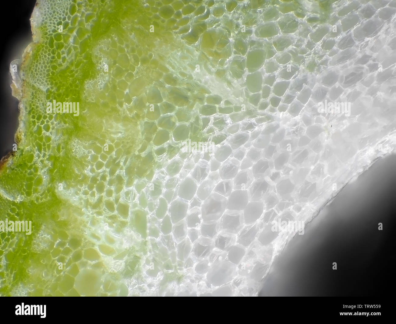 Karotte Stammzellen unter dem Mikroskop Stockfoto