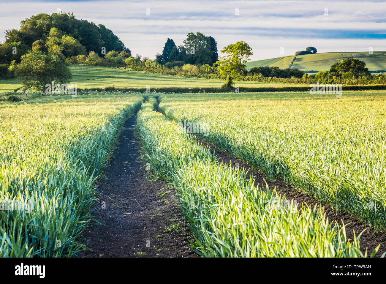 Der Blick Richtung Liddington Hill in der Nähe von Swindon, Wiltshire an einem frühen Sommer. Stockfoto