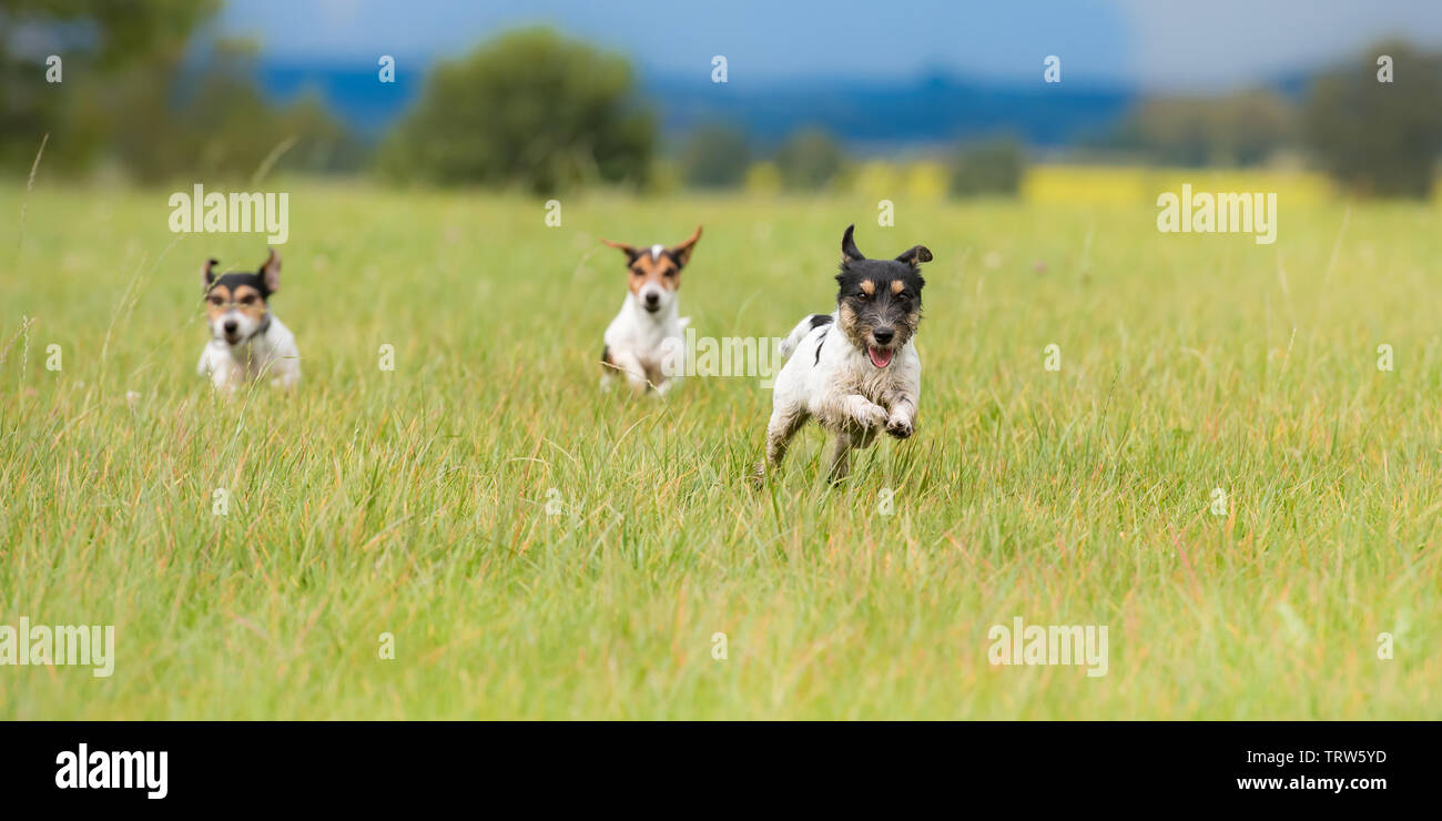 Viele Hunde laufen und spielen schnell auf einer Wiese - ein süßes Pack von Jack Russell Terrier Stockfoto
