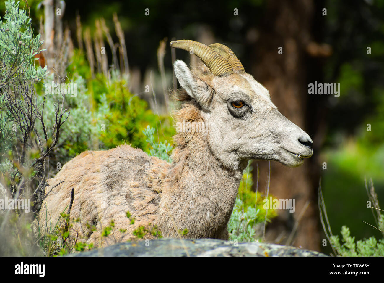 Ewe liegen in der Salbei in Yellowstone Stockfoto