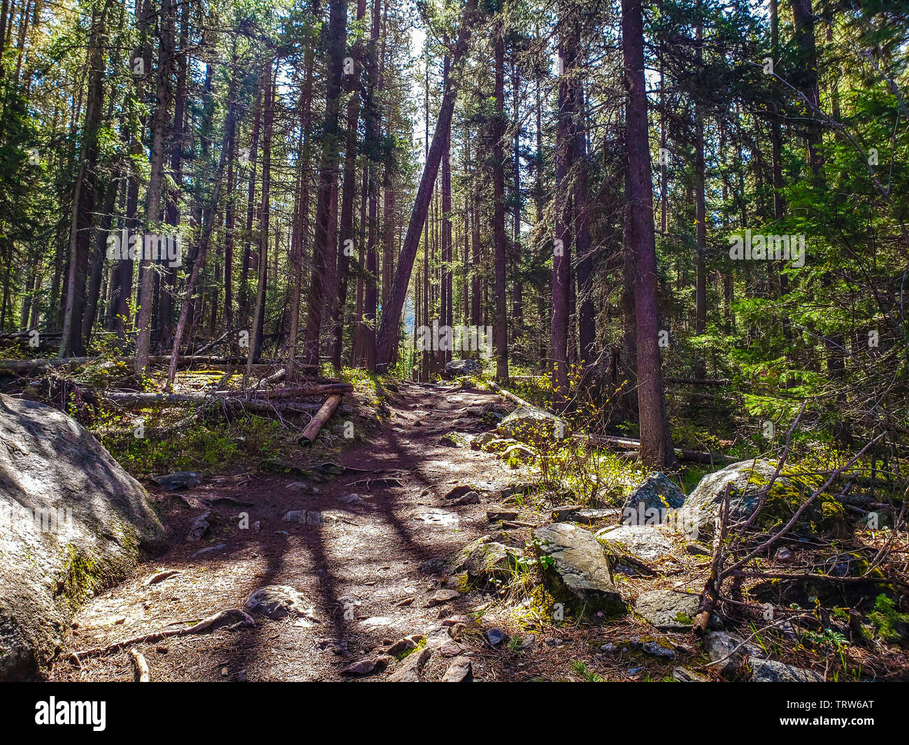 Pine Creek Trail und Bäume filtern Sonnenlicht Stockfoto