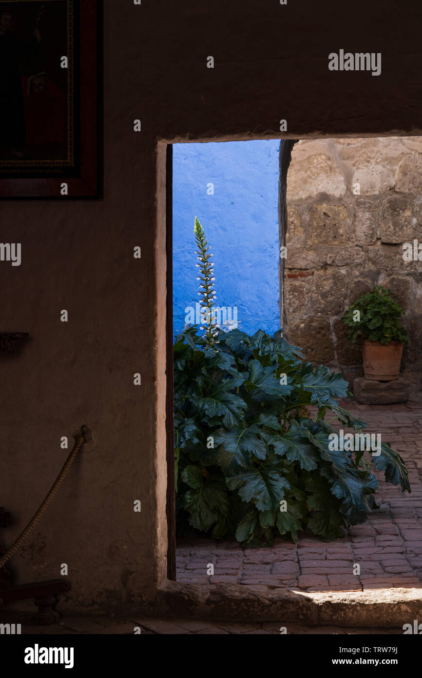 Licht, Schatten und Pflanzen in das Monasterio de Santa Catalina, Kloster, religiöse Gebäude in Arequipa, Peru, Südamerika Stockfoto