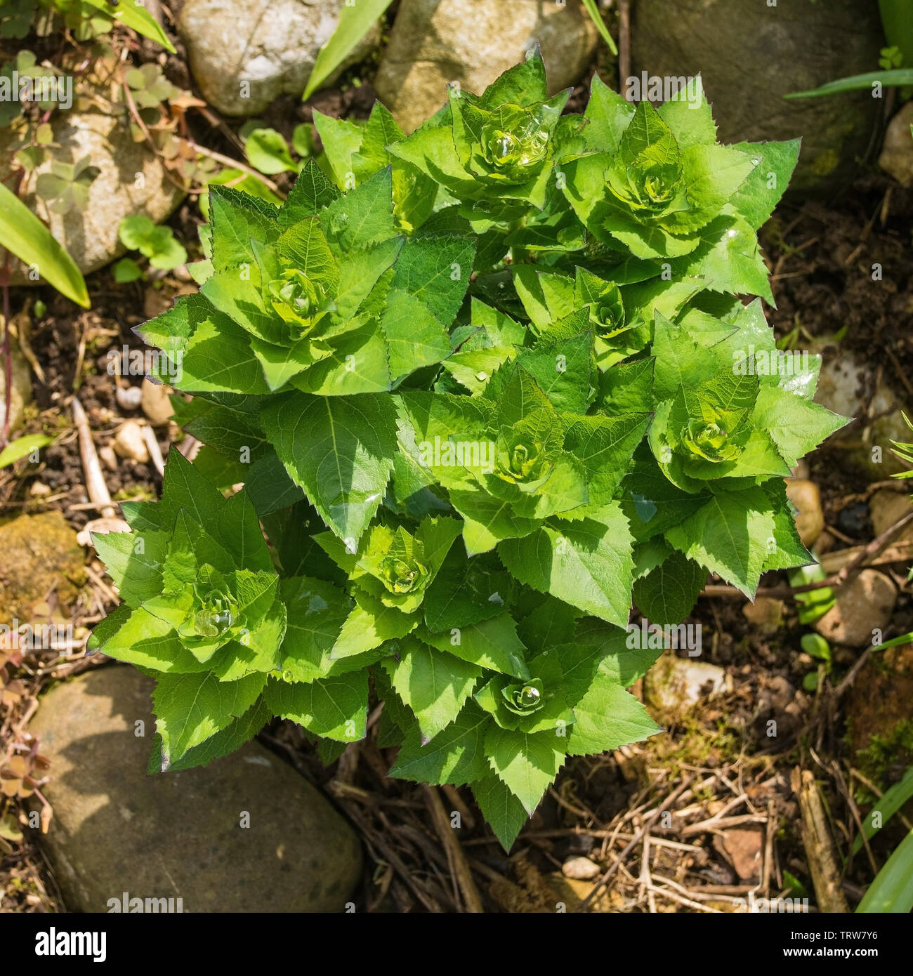 Blütenknospen auf eine mehrjährige Campanula carpatica Pflanze aus der Familie der Balanophoraceae, auch als die Tussock Glockenblume, Amerikanische Harebell, Carpathia bekannt Stockfoto