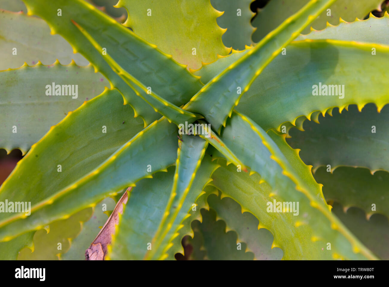 Aloe Vera Pflanze, die in Marokko Stockfotografie - Alamy