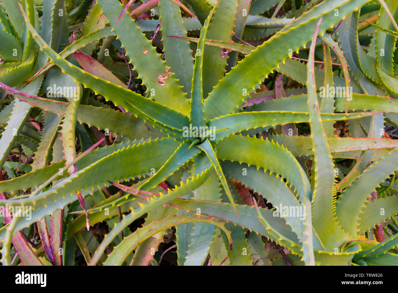 aloe vera male 4