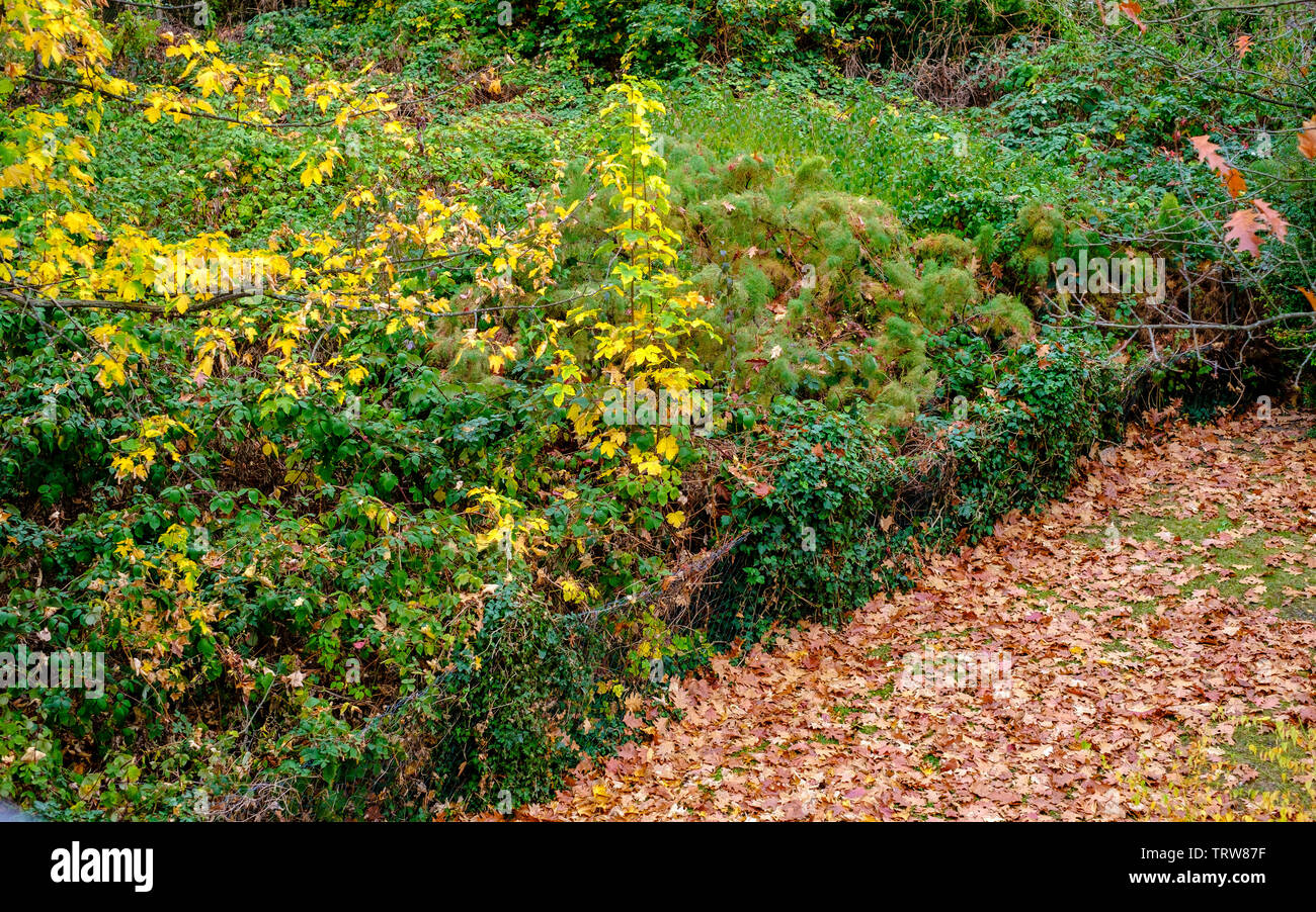 Garten mit Herbstfarben, Blätter, Elsass, Frankreich, Europa, Stockfoto