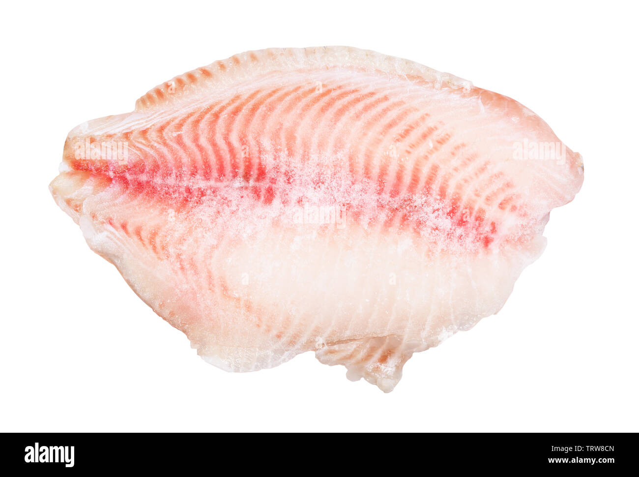 Raw gefroren Filet vom Barsch Fisch auf weißem Hintergrund Stockfoto