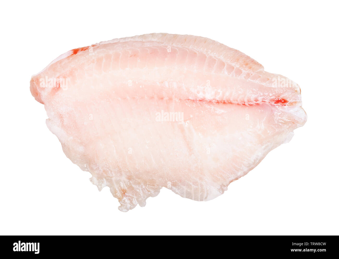 Raw gefrorenes entbeintes Filet vom Barsch Fisch auf weißem Hintergrund Stockfoto