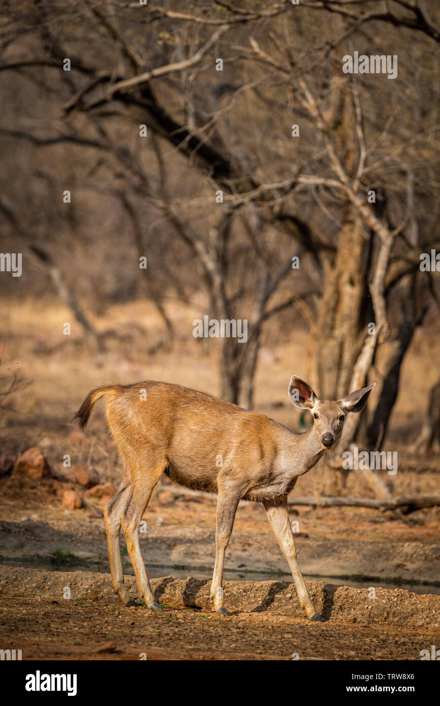 Eine Warnung Schwanz, Sambar Hirsche oder Rusa unicolor Porträt in ein schönes Licht im Ranthambore Nationalpark, Rajasthan, Indien Stockfoto
