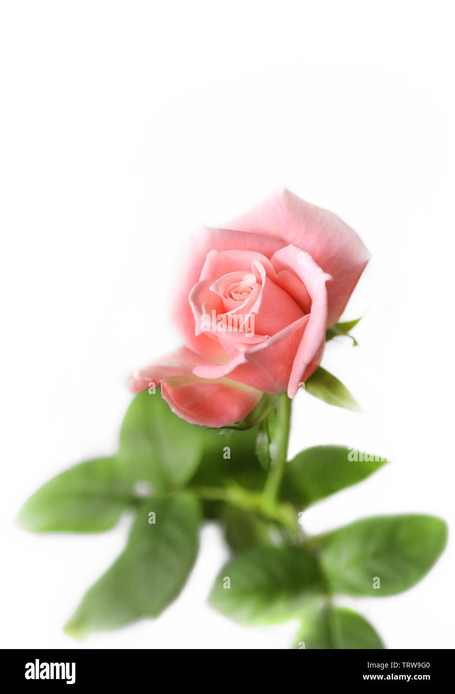 Schöne rosa Rose auf weißem Hintergrund Stockfoto