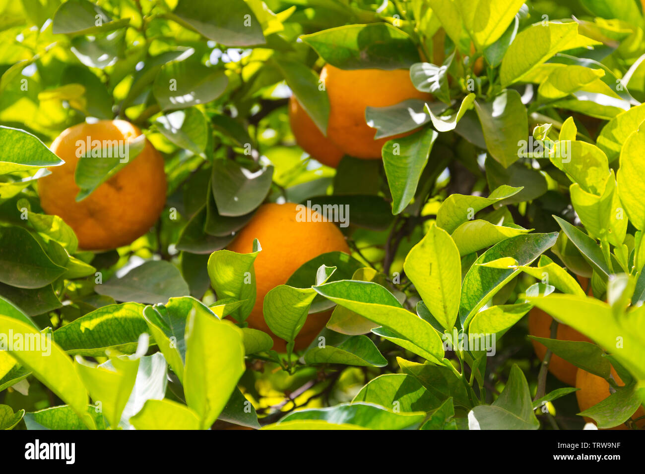 Orangen am Baum in der Nähe von Marrakesch, Marokko Stockfoto