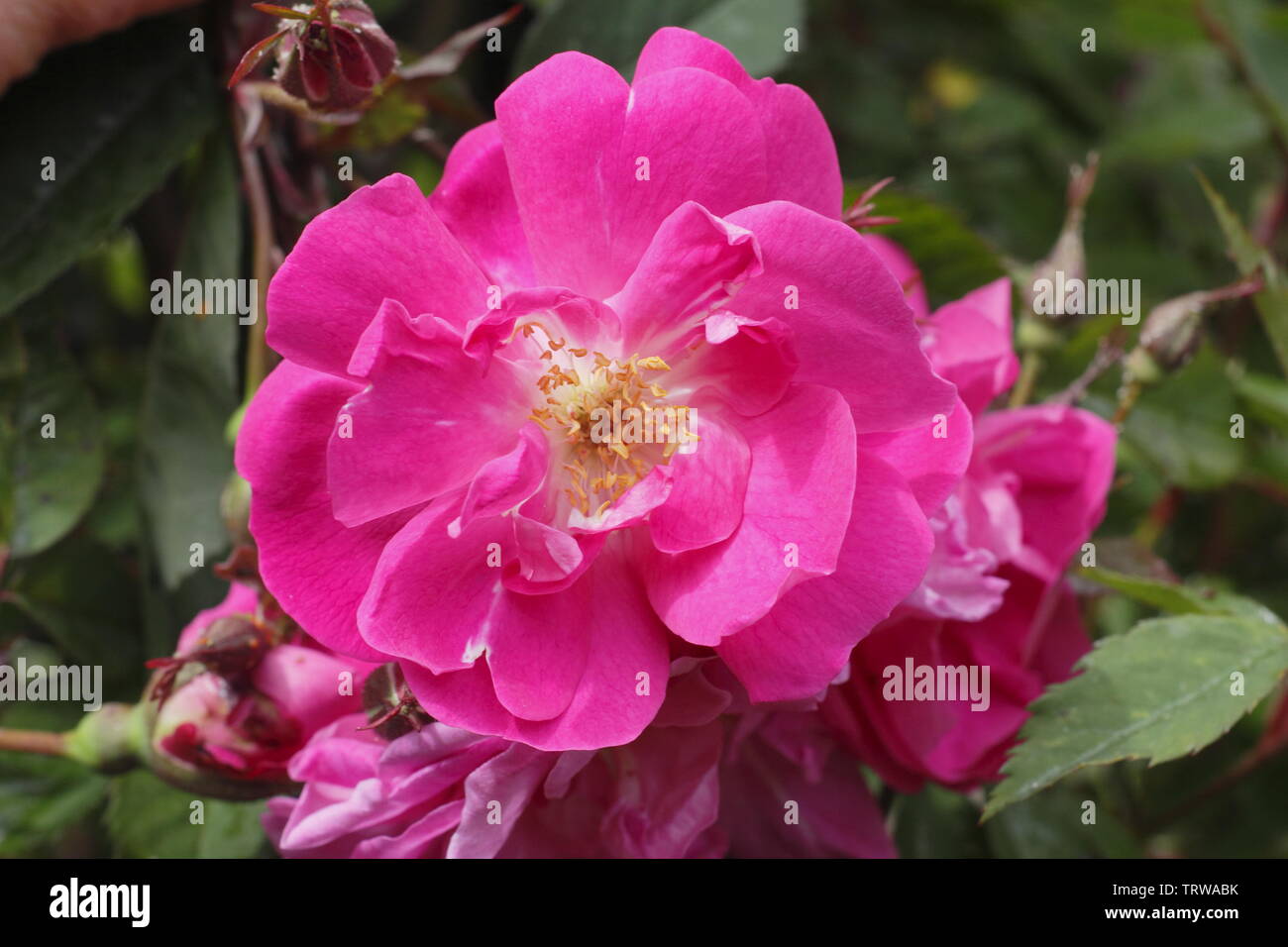 Rosa 'L''Heritieranea Boursault rose Stockfoto