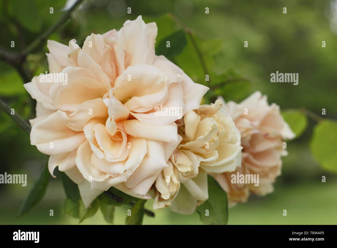 Rosa 'Paui Lede". Duftende Blüten von kletterrose 'Paul Lede" Ende Mai-UK Stockfoto