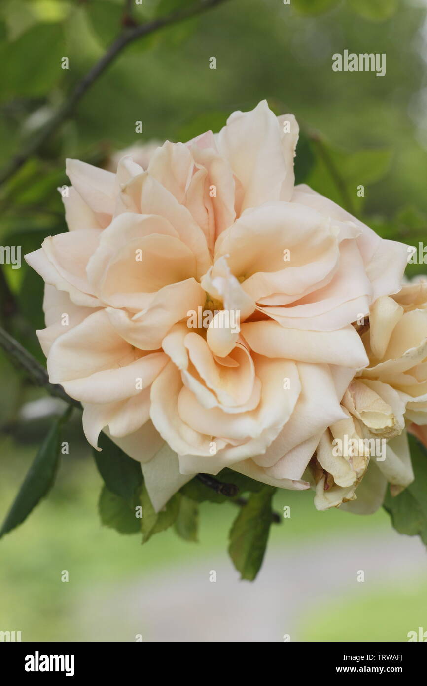 Rosa 'Paui Lede". Duftende Blüten von kletterrose 'Paul Lede" Ende Mai-UK Stockfoto