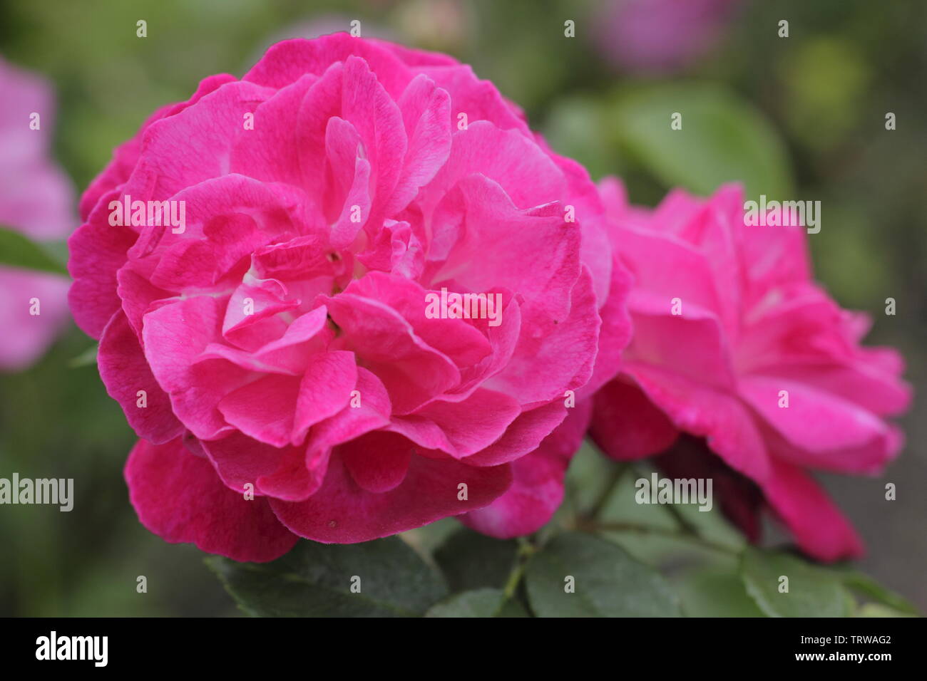 Rose's ophies Ewige wiederholen Sie die blühende, duftende alte Rose Blüte Ende Mai-UK Stockfoto