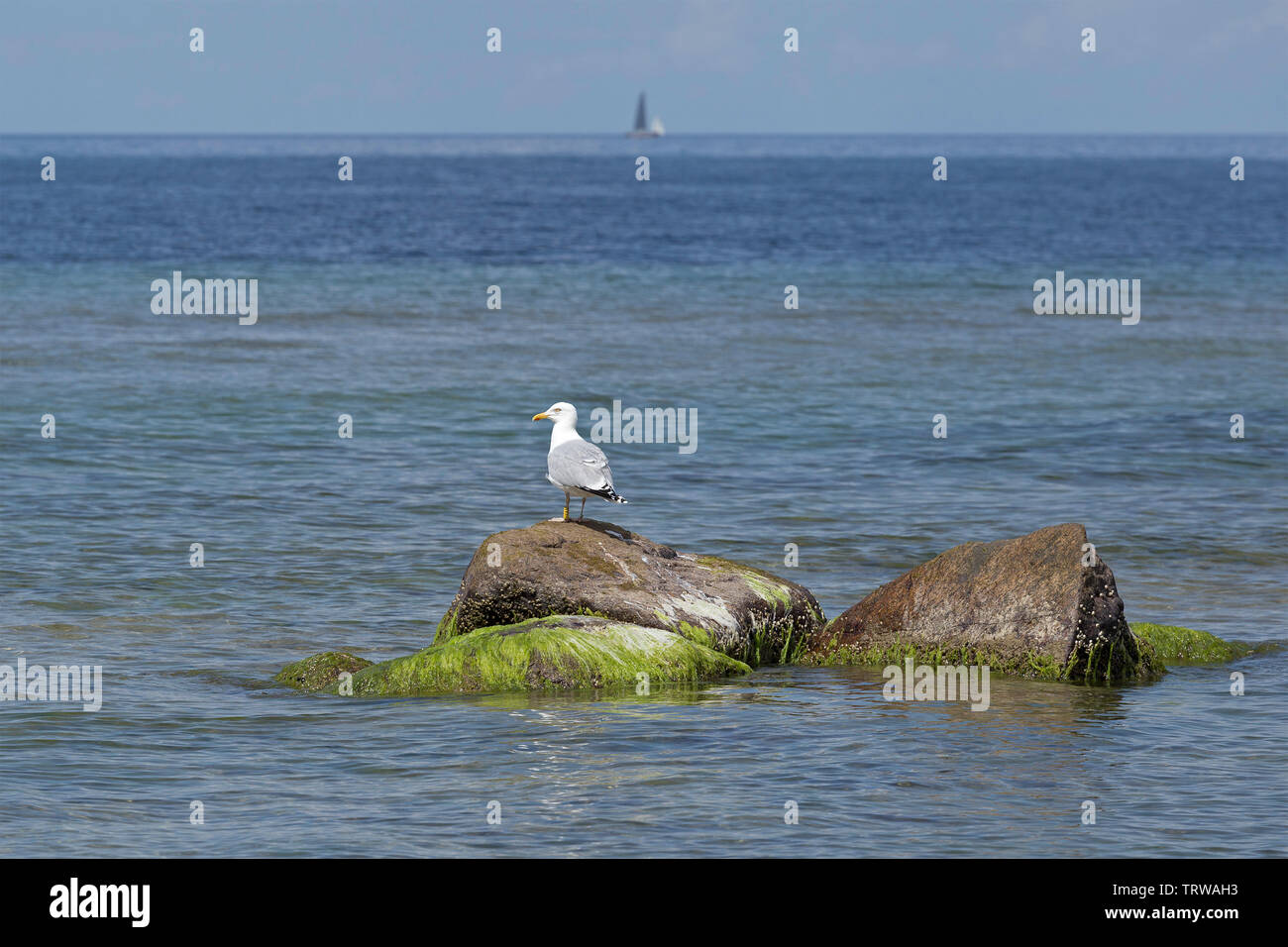 Silbermöwe (Larus argentatus), Küste in der Nähe von Steinbeck, Mecklenburg-Vorpommern, Deutschland Stockfoto