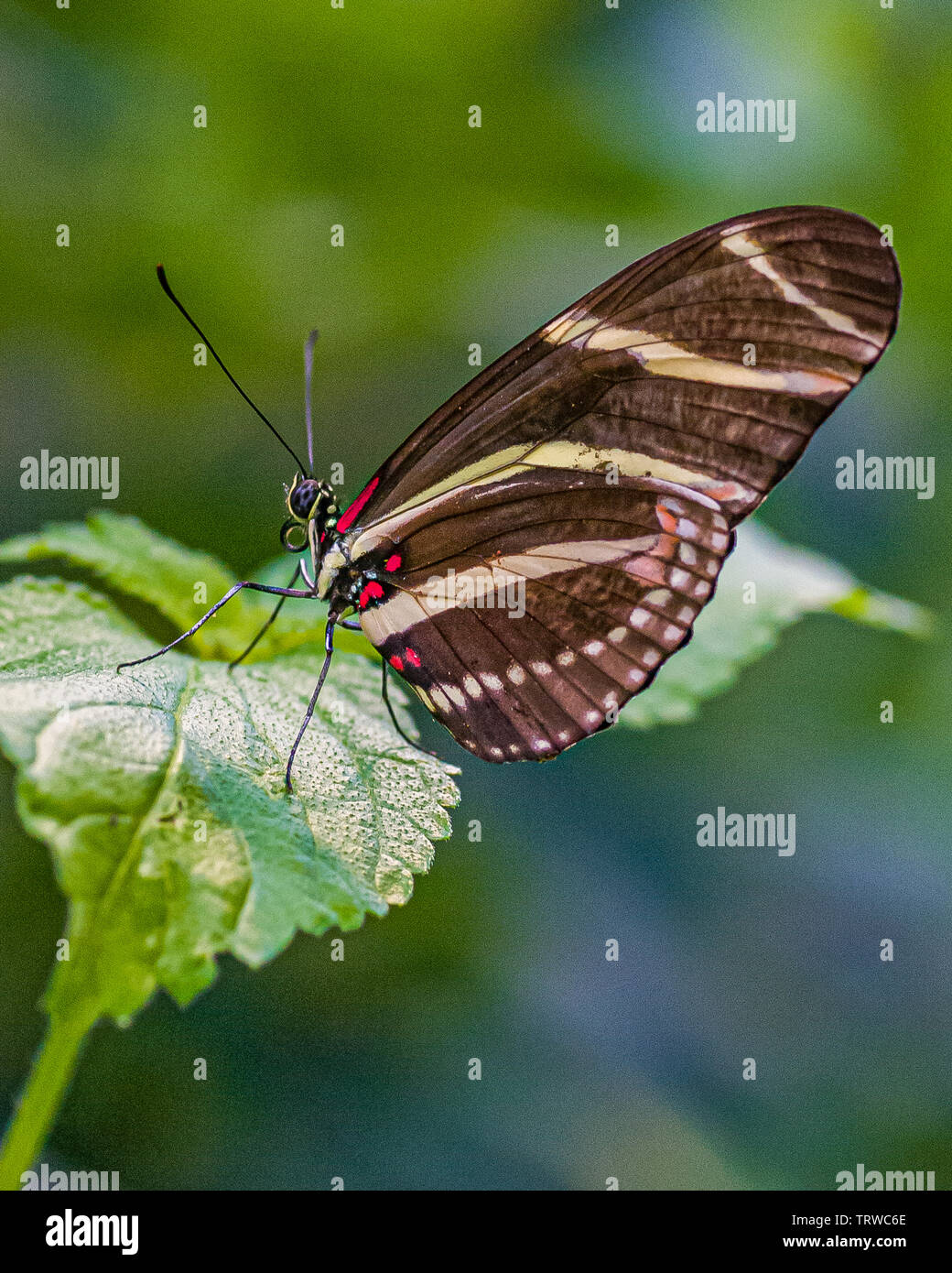 Zebra Longwing Schmetterling Stockfoto