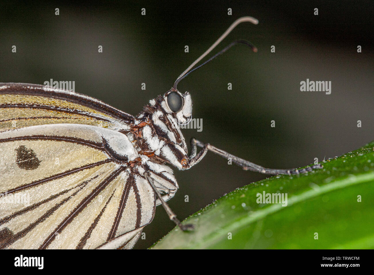 Reispapier Schmetterling (Idee Leuconoe) Stockfoto