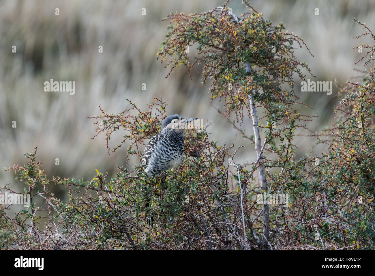 Weibliche Amerikanische Turmfalke (Falco sparverius). Torres del Paine NP, Chile Stockfoto