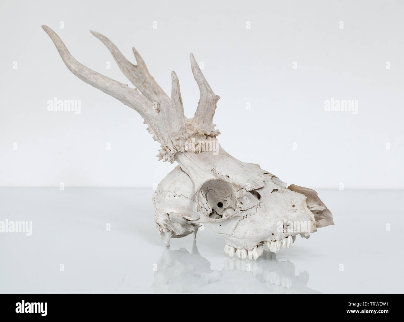 Vintage Taxidermy Roebuck Deer Skull Stockfoto