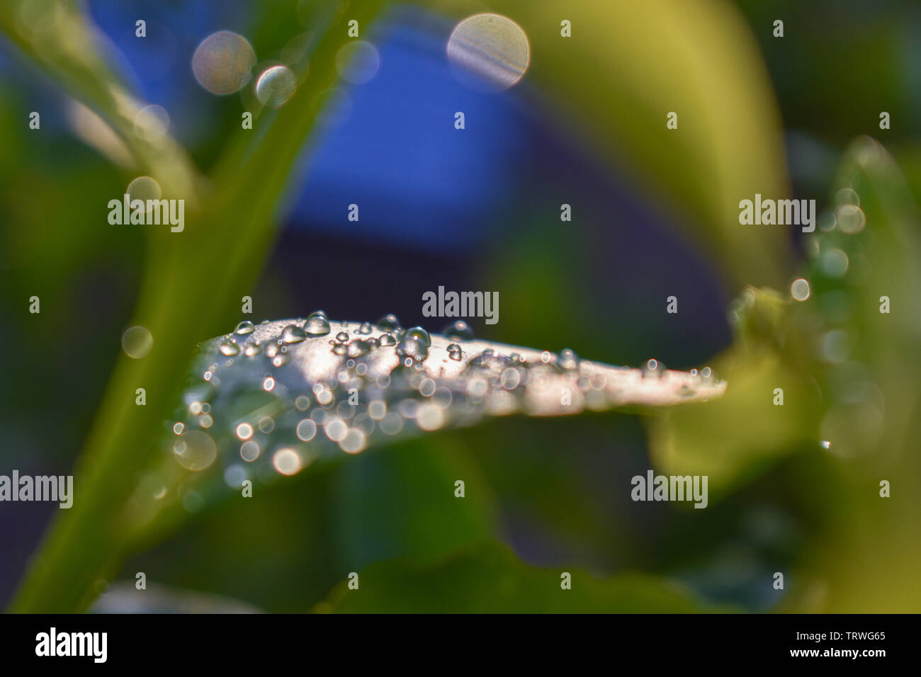 Tau und Regen auf Blätter einer Meyer Lemon Tree Stockfoto