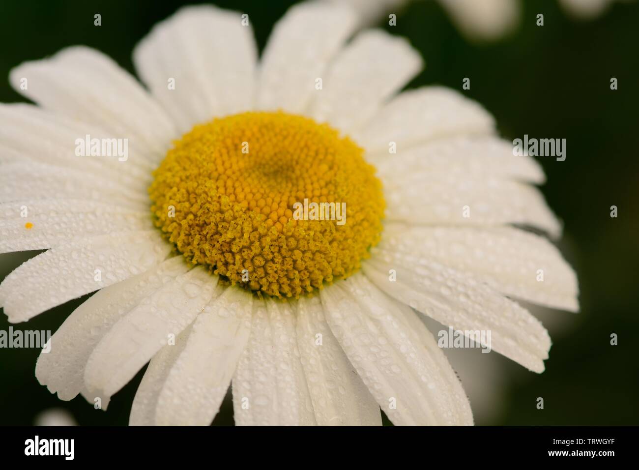 Makroaufnahme eines Feldes Daisy in der Blüte Stockfoto