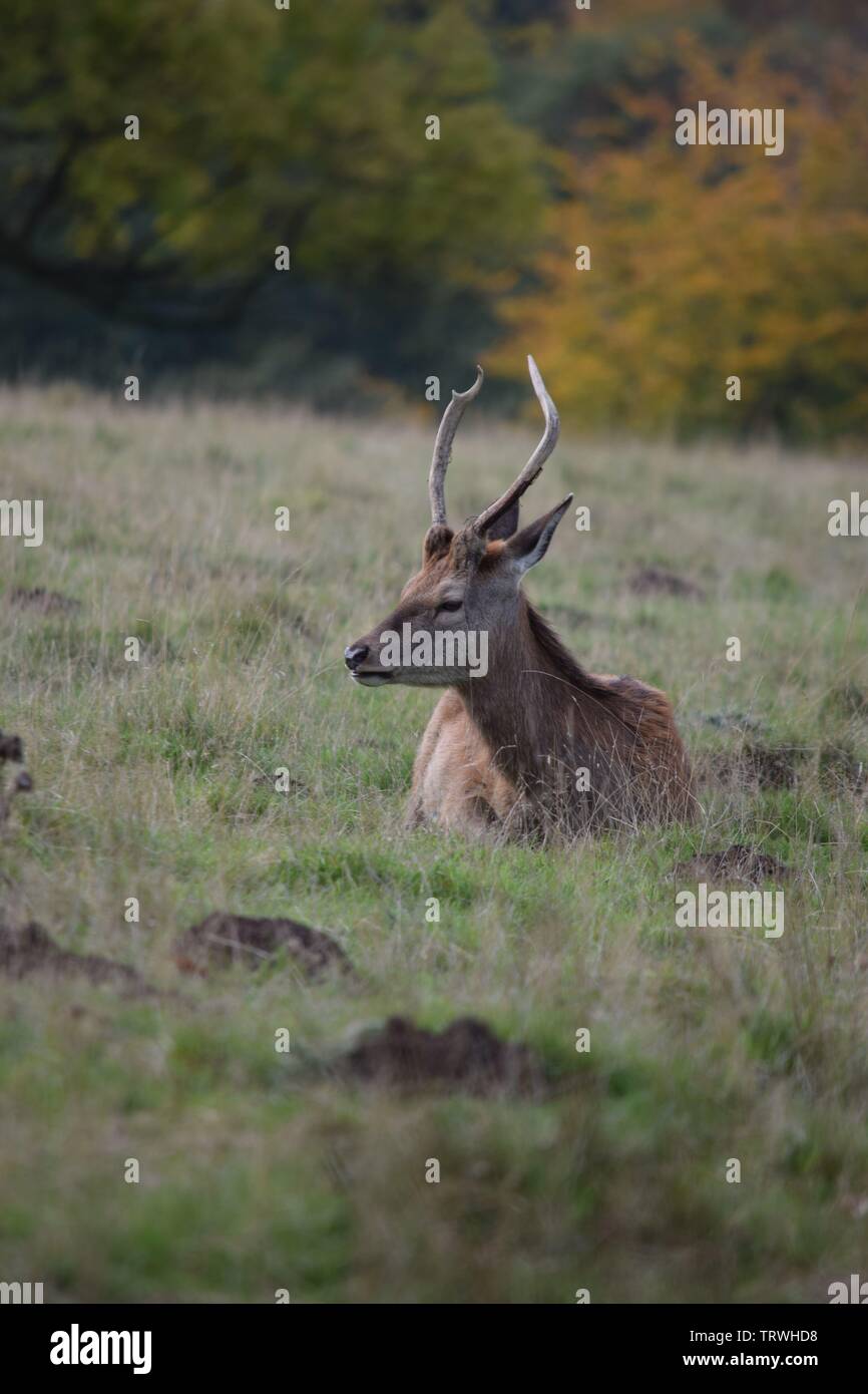 Wild in Tatton Park, Cheshire, Großbritannien Stockfoto