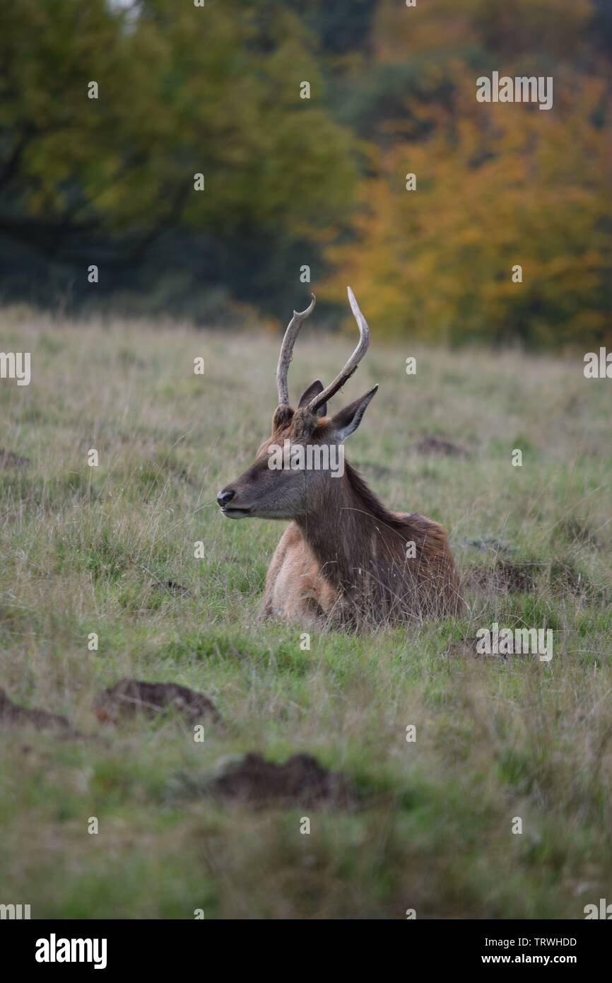 Wild in Tatton Park, Cheshire, Großbritannien Stockfoto