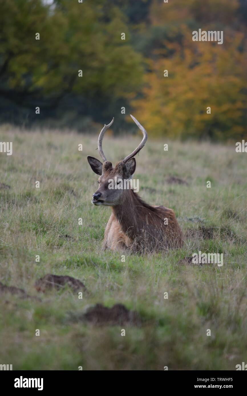 Wild in Tatton Park, Cheshire, Großbritannien Stockfoto