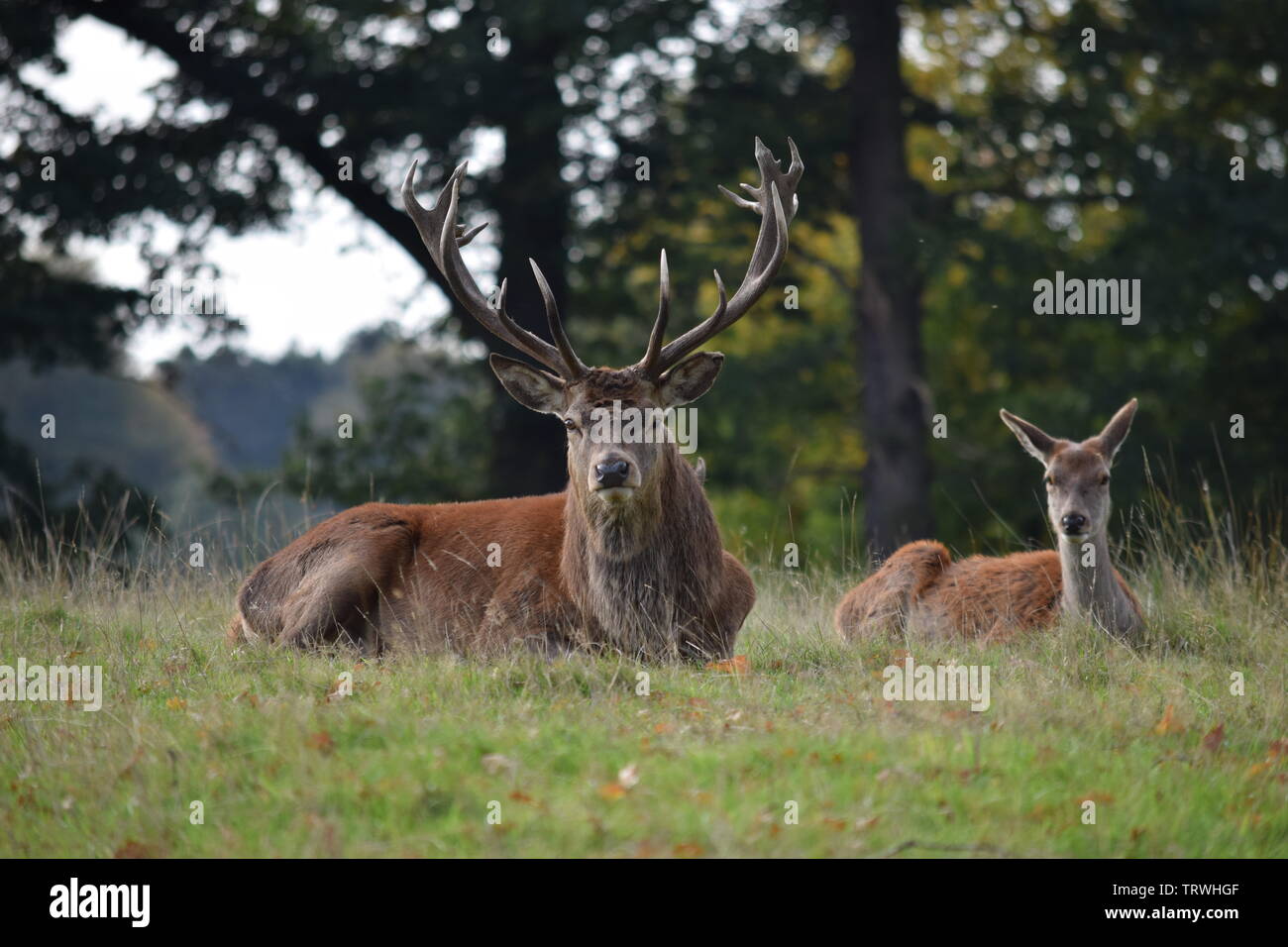 Wild in Tatton Park, Cheshire, Großbritannien Stockfoto