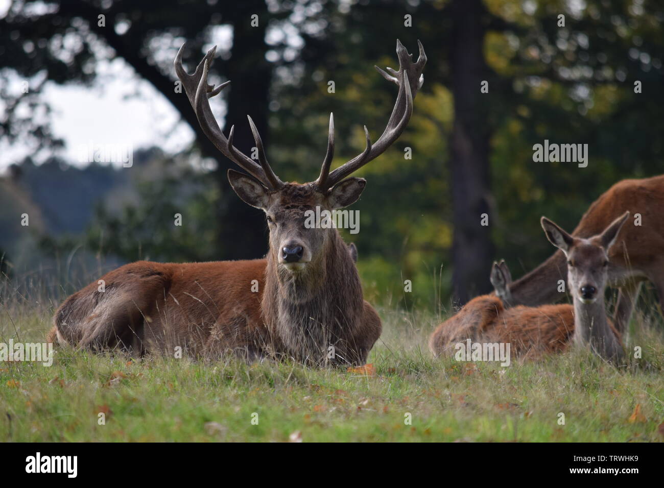 Wild in Tatton Park, Cheshire, Großbritannien Stockfoto