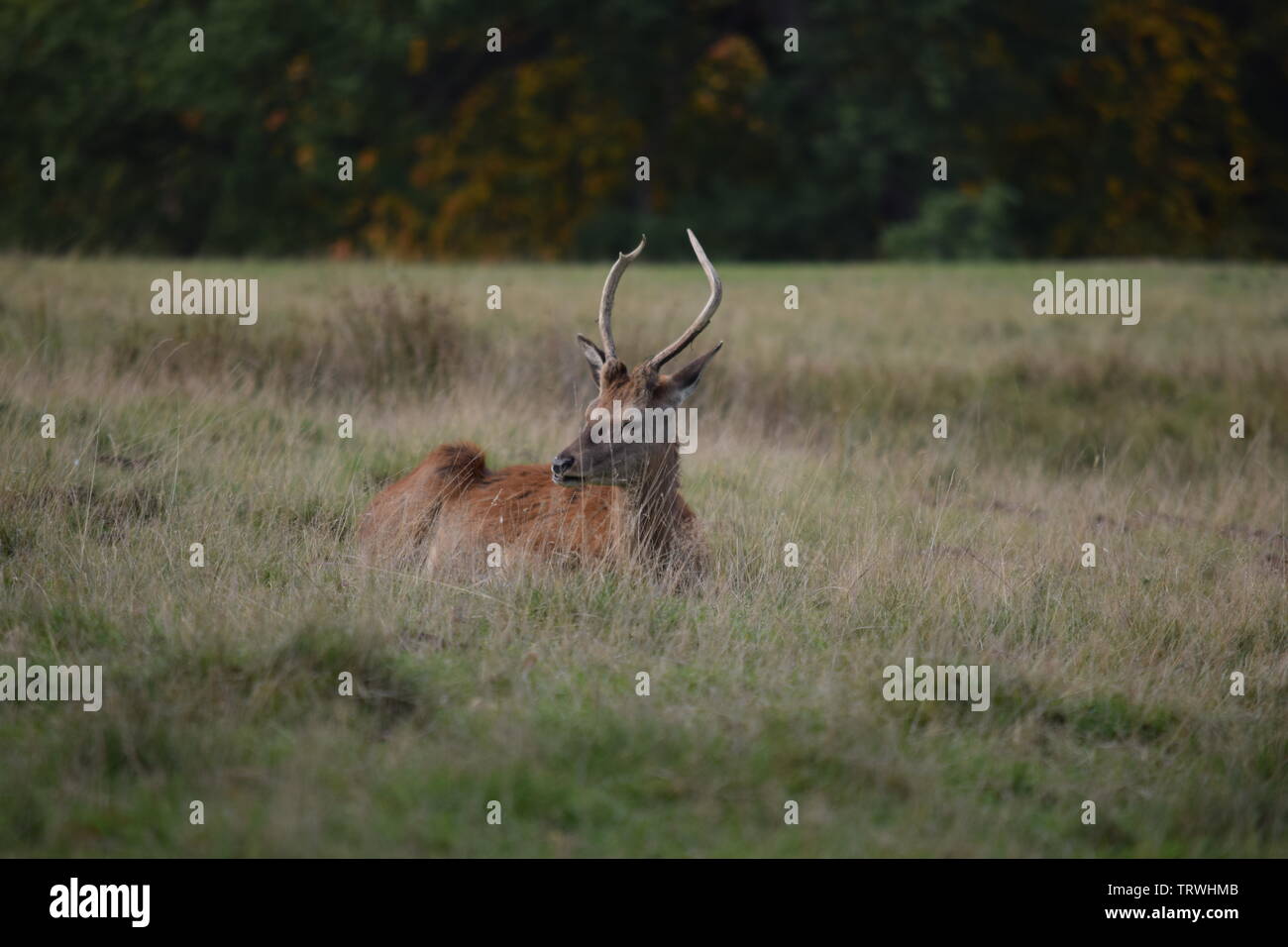 Wild in Tatton Park, Cheshire, Großbritannien Stockfoto