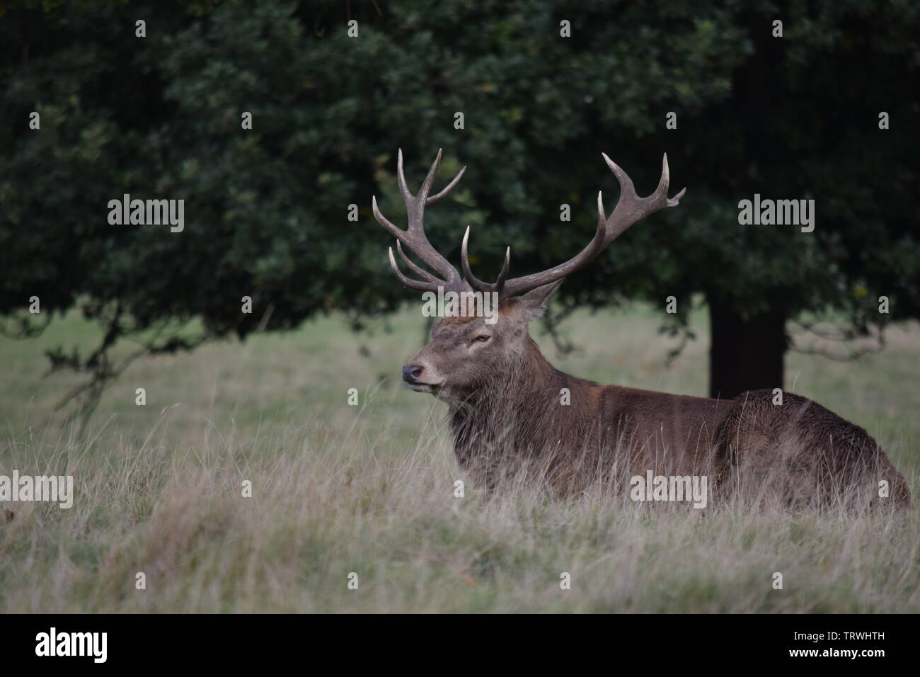 Wild in Tatton Park, Cheshire, Großbritannien Stockfoto