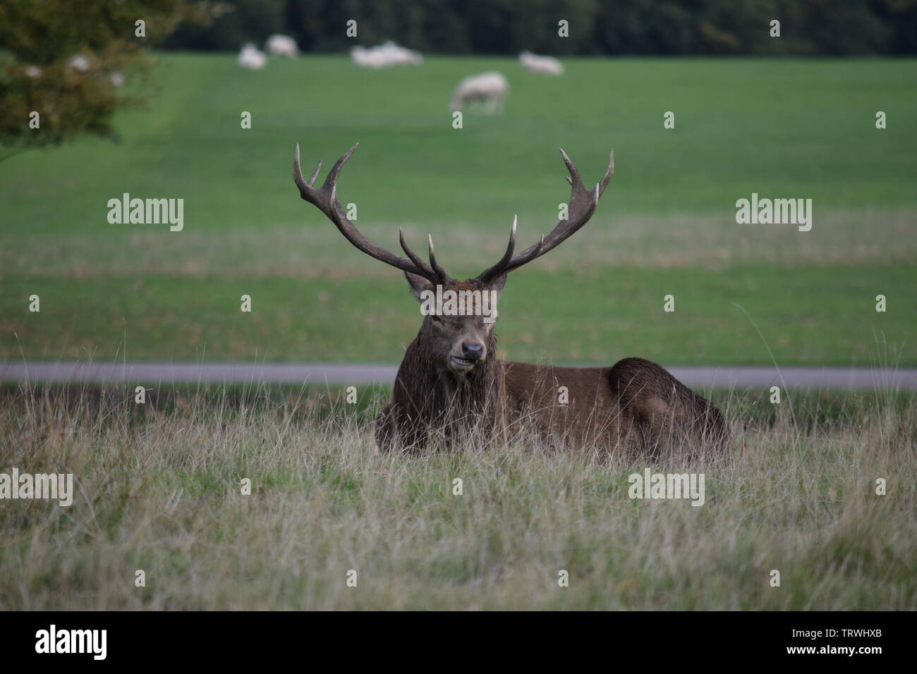 Wild in Tatton Park, Cheshire, Großbritannien Stockfoto