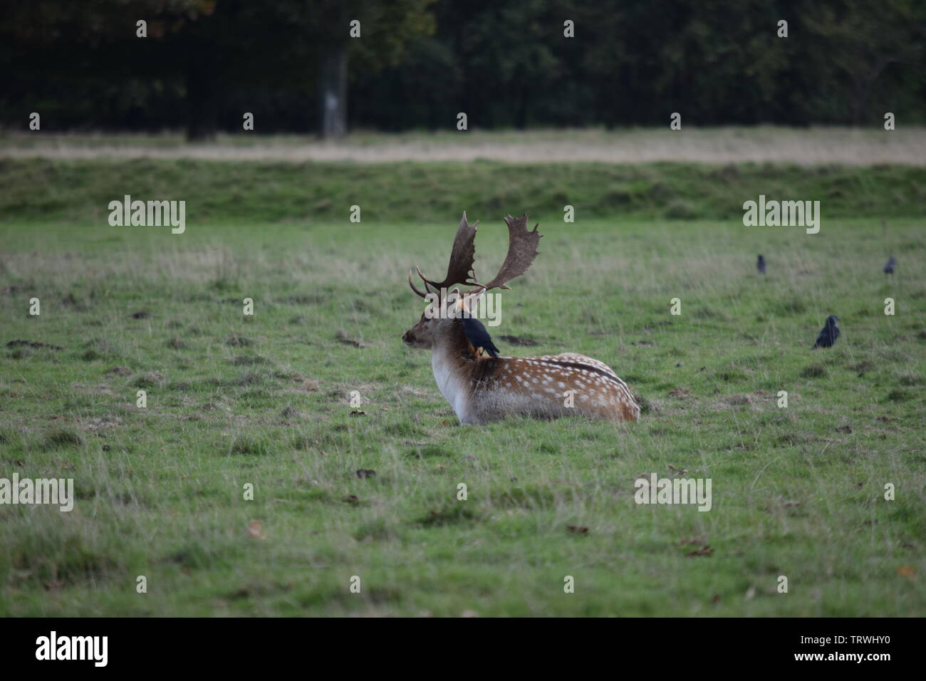 Wild in Tatton Park, Cheshire, Großbritannien Stockfoto