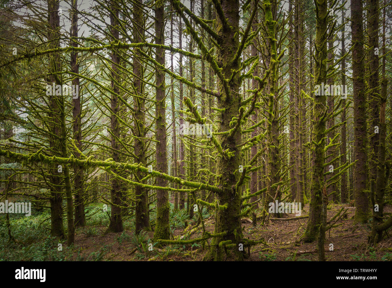Bäume am Kap Sebastian State Scenic Flur, ein State Park im US-Bundesstaat Oregon, durch die Oregon Parks und Erholung Abteilung verwaltet. Stockfoto