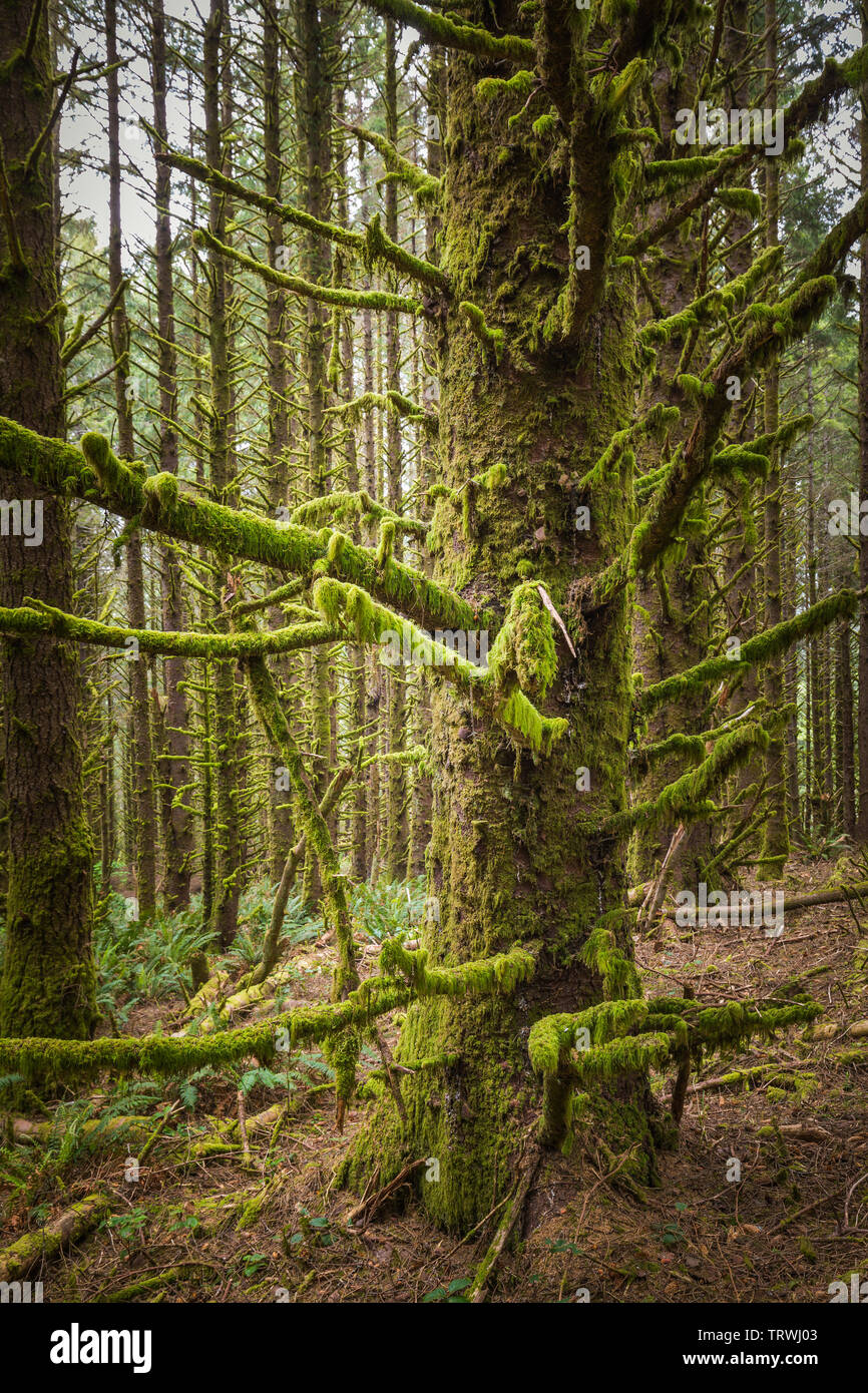 Bäume am Kap Sebastian State Scenic Flur, ein State Park im US-Bundesstaat Oregon, durch die Oregon Parks und Erholung Abteilung verwaltet. Stockfoto