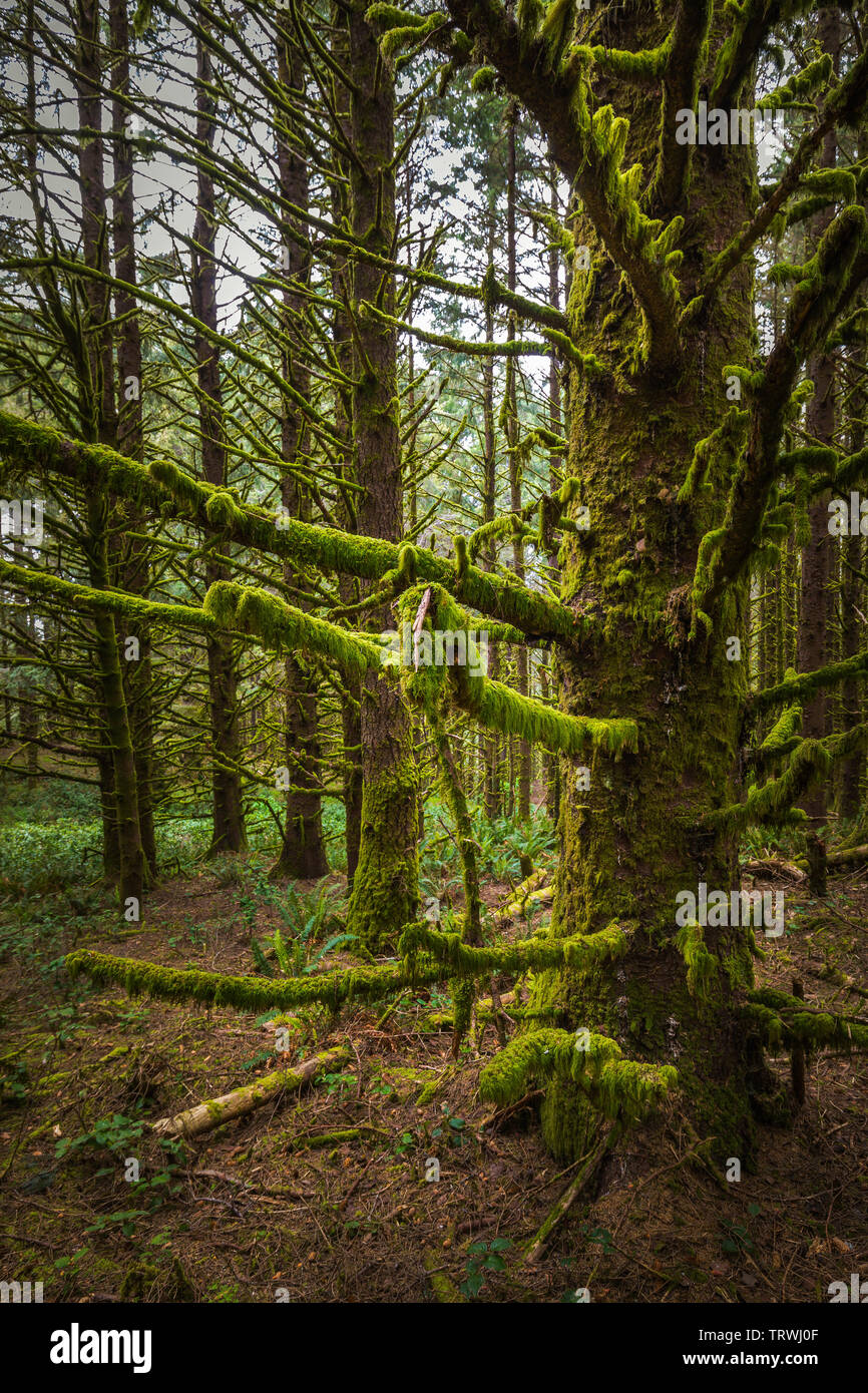 Bäume am Kap Sebastian State Scenic Flur, ein State Park im US-Bundesstaat Oregon, durch die Oregon Parks und Erholung Abteilung verwaltet. Stockfoto