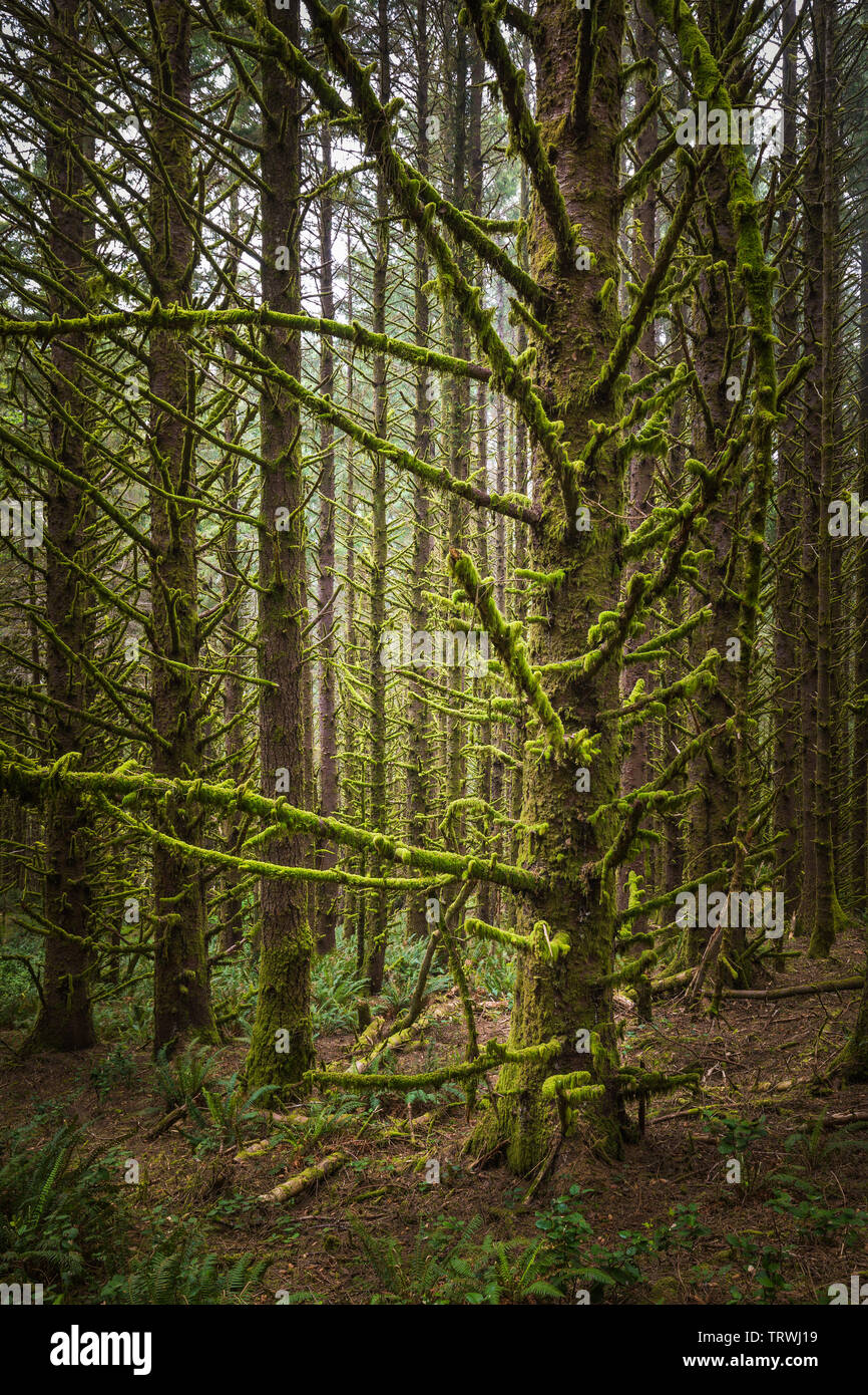 Bäume am Kap Sebastian State Scenic Flur, ein State Park im US-Bundesstaat Oregon, durch die Oregon Parks und Erholung Abteilung verwaltet. Stockfoto