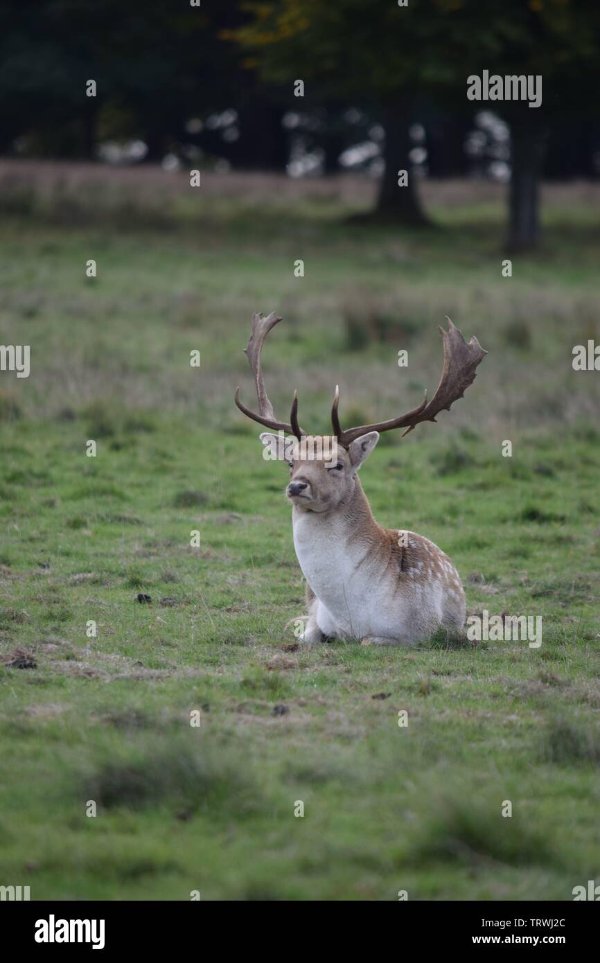 Wild in Tatton Park, Cheshire, Großbritannien Stockfoto