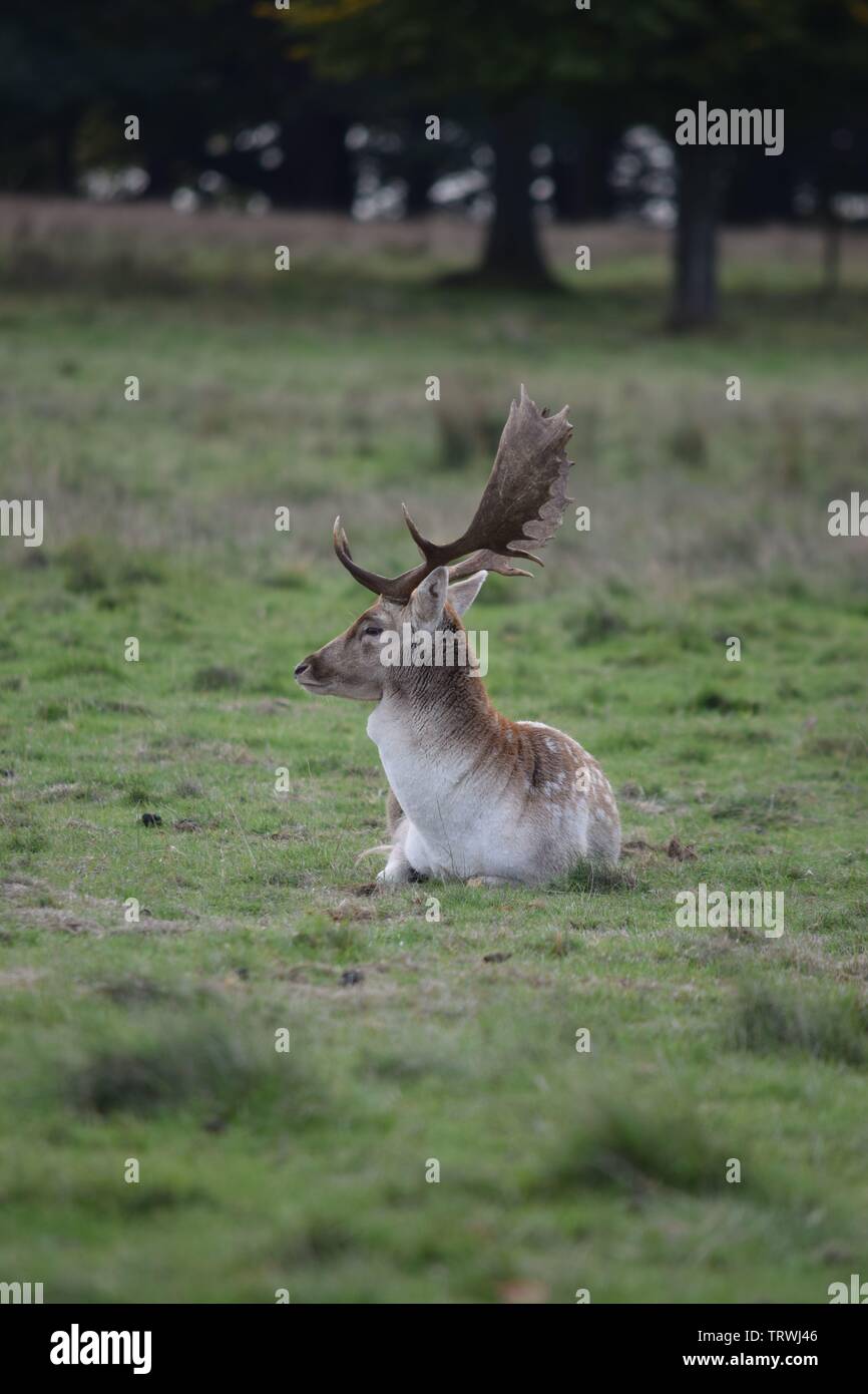 Wild in Tatton Park, Cheshire, Großbritannien Stockfoto