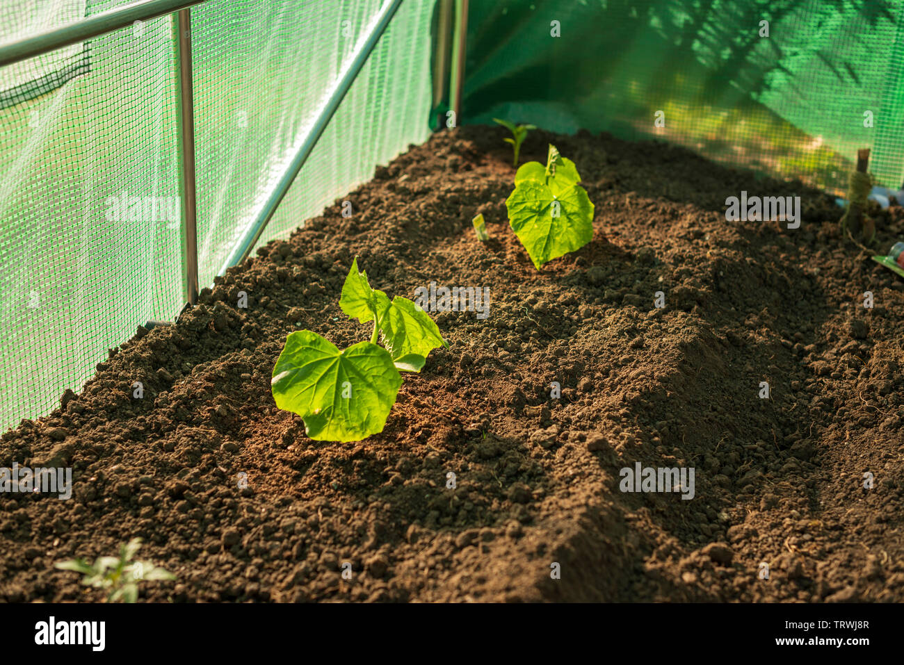 Selektiver Fokus junger cuumber Pflanzen - Cucurbitaceae, in polytunnel gepflanzt, Mitte Mai. Großbritannien, Surrey Stockfoto
